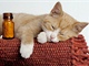 Sice se ��k�, �e m� ko�ka dev�t �ivot�, to ale neznamen�, �e j� m��ete d�t