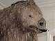 V�stava Giganti doby ledov� v Z�pado�esk�m muzeu v Plzni. 