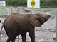 VĚŠTKYNĚ NELLY. Slonice z německé zoo předpovídá výsledky fotbalových zápasů,