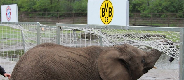 VĚŠTKYNĚ NELLY. Slonice z německé zoo předpovídá výsledky fotbalových zápasů, VĚŠTKYNĚ NELLY. Slonice z německé zoo předpovídá výsledky fotbalových zápasů,