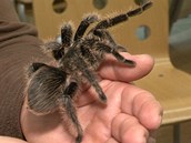 Zbavte se strachu z těchto odporných pavouků a hadů Zbavte se strachu z těchto odporných pavouků a hadů