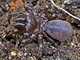 Se sklípkánkem pontickým (Atypus muralis), příbuzným sklípkanů, se můžete