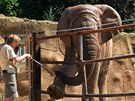 Horko a parné dny zasáhly i zoologickou zahradu ve Dvoře Králové. Horko a parné dny zasáhly i zoologickou zahradu ve Dvoře Králové.