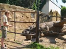 A protože je to africká zoo, tak si většina z nich vedro dokonce vychutnává.... A protože je to africká zoo, tak si většina z nich vedro dokonce vychutnává....
