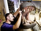Preparace hrocha patří k nejnáročnějším. Kůže je z uloveného zvířete, zuby a... Preparace hrocha patří k nejnáročnějším. Kůže je z uloveného zvířete, zuby a...