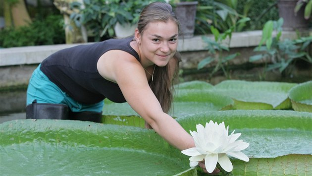 Ve Sbírkových sklenících olomouckého Výstaviště Flora vykvetl jeden z... Ve Sbírkových sklenících olomouckého Výstaviště Flora vykvetl jeden z...