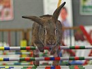 Mistrovství Evropy v králičím hopu v Havlíčkově Brodě. Mistrovství Evropy v králičím hopu v Havlíčkově Brodě.