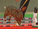 Mistrovství Evropy v králičím hopu v Havlíčkově Brodě. Mistrovství Evropy v králičím hopu v Havlíčkově Brodě.