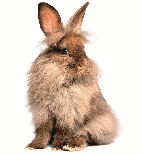 mazlicci