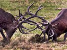 Fotograf Michal Růžička po dva měsíce číhal v jihočeských oborách na jeleny.... Fotograf Michal Růžička po dva měsíce číhal v jihočeských oborách na jeleny....