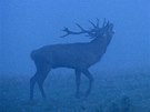 Setkání s troubícím jelenem v ranní mlze. Setkání s troubícím jelenem v ranní mlze.