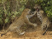 Oceněné snímky ze soutěže Wildlife Photographer of the Year, založené v roce... Oceněné snímky ze soutěže Wildlife Photographer of the Year, založené v roce...
