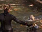 Tříměsíční mláďata tygra sumaterského se ve washingtonské zoo dostala poprvé do... Tříměsíční mláďata tygra sumaterského se ve washingtonské zoo dostala poprvé do...