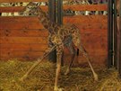 Jubilejní 250. mládě žirafy v zoo ve Dvoře Králové. Jubilejní 250. mládě žirafy v zoo ve Dvoře Králové.