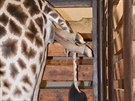 Jubilejní 250. mládě žirafy v zoo ve Dvoře Králové. Jubilejní 250. mládě žirafy v zoo ve Dvoře Králové.