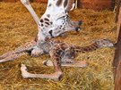 Jubilejní 250. mládě žirafy v zoo ve Dvoře Králové. Jubilejní 250. mládě žirafy v zoo ve Dvoře Králové.