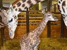 Jubilejní 250. mládě žirafy v zoo ve Dvoře Králové. Jubilejní 250. mládě žirafy v zoo ve Dvoře Králové.
