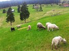 Louka na Niklově vrchu v Malé Úpě v Krkonoších se dostala do finále soutěže... Louka na Niklově vrchu v Malé Úpě v Krkonoších se dostala do finále soutěže...