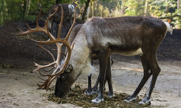 Mohutné paroží narůstá samcům i samicím soba karelského. Časem by mělo narůst i... Mohutné paroží narůstá samcům i samicím soba karelského. Časem by mělo narůst i...