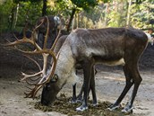 Mohutné paroží narůstá samcům i samicím soba karelského. Časem by mělo narůst i... Mohutné paroží narůstá samcům i samicím soba karelského. Časem by mělo narůst i...