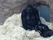 Gorila Gorila