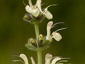 Šalvěj rakouská (Salvia austriaca) roste běžně v Rakousku, Maďarsku a na...