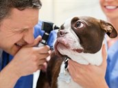 Vyšetření u veterináře Vyšetření u veterináře