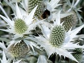 Máčka obrovská (Eryngium giganteum) Máčka obrovská (Eryngium giganteum)