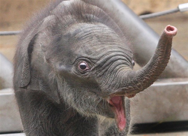 Třítýdenní slůně z ostravské zoo je nyní velmi čilé. (26. února 2014) Třítýdenní slůně z ostravské zoo je nyní velmi čilé. (26. února 2014)