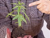 Jiřímu Přibáňovi konopí pomohlo s léčbou páteře i cukrovky. Pěstuje si ho sám.... Jiřímu Přibáňovi konopí pomohlo s léčbou páteře i cukrovky. Pěstuje si ho sám....