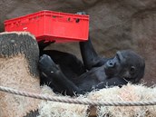 S bedýnkami si hrávala už Moja, první gorilí mládě narozené v Zoo Praha. S bedýnkami si hrávala už Moja, první gorilí mládě narozené v Zoo Praha.