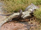 Krajta nejdřív krokodýlovi ovinula zadní nohy, aby se nemohl bránit. A pak si... Krajta nejdřív krokodýlovi ovinula zadní nohy, aby se nemohl bránit. A pak si...