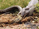 Krajta má flexibilní čelisti, a tak do sebe může nacpat i daleko větší kořist,... Krajta má flexibilní čelisti, a tak do sebe může nacpat i daleko větší kořist,...