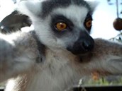 Lemur, selfiels Lemur, selfiels