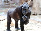 V gorilí skupině se dějí změny. Vypadá to, že se Kijivu - coby úspěšná matka... V gorilí skupině se dějí změny. Vypadá to, že se Kijivu - coby úspěšná matka...