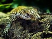 Mládě varana komodského z poslední snůšky varanice Aranky ve stáří 4 dnů v... Mládě varana komodského z poslední snůšky varanice Aranky ve stáří 4 dnů v...