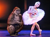 Gorilí samice Bikira zřejmě sní o kariéře baletky. Gorilí samice Bikira zřejmě sní o kariéře baletky.