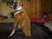 Devítiměsíční boxer Duncan Lou žije už půl roku bez zadních končetin. Radost ze... Devítiměsíční boxer Duncan Lou žije už půl roku bez zadních končetin. Radost ze...