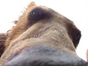 Takhle blízko by chtěl mít grizzlyho málokdo. Kameře GoPro to naštěstí... Takhle blízko by chtěl mít grizzlyho málokdo. Kameře GoPro to naštěstí...