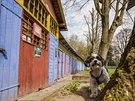 Slezskou plovárnu v Hradci Králové připomínají dřevěné převlékárny, které nyní... Slezskou plovárnu v Hradci Králové připomínají dřevěné převlékárny, které nyní...