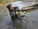 Rybář Radomír Pravda vytáhl z vody i dlouholetého obyvatele rybníka -... Rybář Radomír Pravda vytáhl z vody i dlouholetého obyvatele rybníka -...