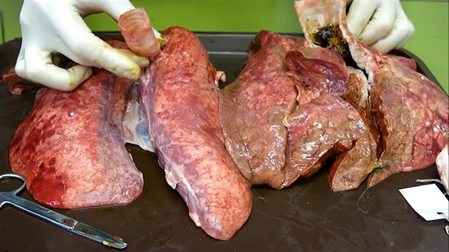 Srovnání čistých prasečích plic (vlevo) a plic po simulovaném vdechování kouře Srovnání čistých prasečích plic (vlevo) a plic po simulovaném vdechování kouře