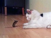 Myška, která se překvapivě nechovala jako oběť, ale diskutovala, a kocour Číča. Myška, která se překvapivě nechovala jako oběť, ale diskutovala, a kocour Číča.