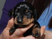 V Soulu sídlící společnost Sooam Biotech naklonovala štěně jménem Mini-Winnie z... V Soulu sídlící společnost Sooam Biotech naklonovala štěně jménem Mini-Winnie z...