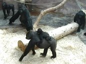 Kamba se Richardovi předvádí s malým Nuruem na zádech. Kamba se Richardovi předvádí s malým Nuruem na zádech.