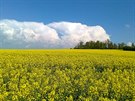 Řepkové pole u Lukavice na Chrudimsku. Řepkové pole u Lukavice na Chrudimsku.
