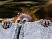 Zvídavá Diri opatrně nakukuje na návštěvníky za sklem venkovní expozice. Zvídavá Diri opatrně nakukuje na návštěvníky za sklem venkovní expozice.