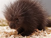 Dvouměsíční urzoní mládě z pražské zoo Dvouměsíční urzoní mládě z pražské zoo