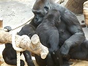 Bikira už se Nurua také začíná dotýkat. Bikira už se Nurua také začíná dotýkat.