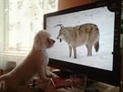 Kdo z koho? Kdo z koho?